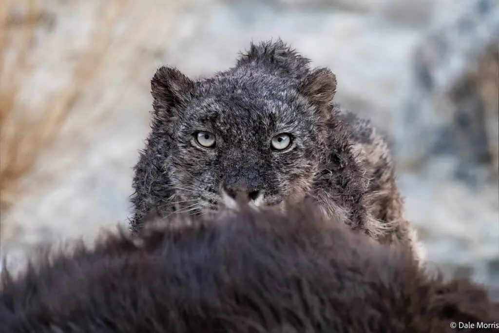 雪豹在岩石间休憩 - 四虎tv | 生灵奇境